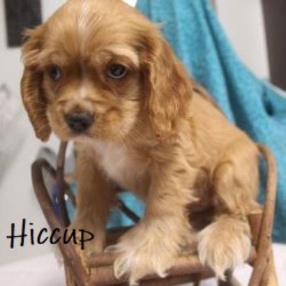 puppy, for, sale, Cocker Spaniel, Joe & Cherri  Overlease, dog, breeder, Miller, MO, dog-breeder, puppy-for-sale, forsale, nearby, find, puppyfind, locator, puppylocator, aca